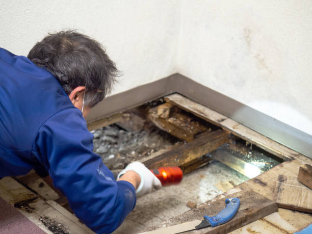 Best Mold Remediation Experts  in Como, WI