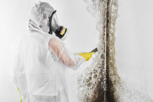 Best Fast Mold Removal  in Como, WI