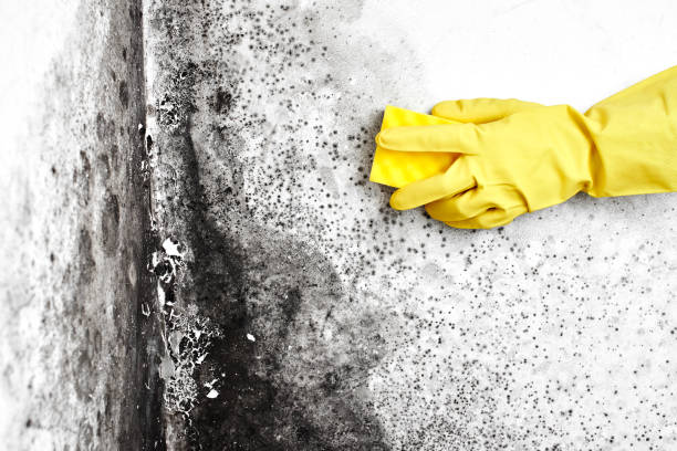 Mold Removal Process in Como, WI