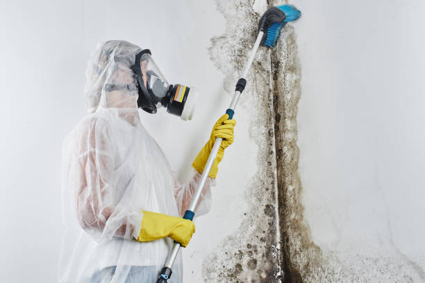 Best Mold Inspection  in Como, WI