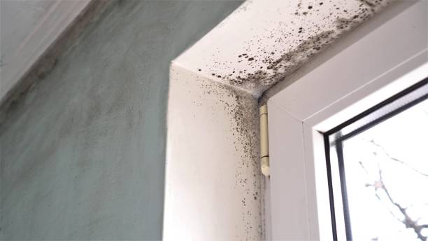 Certified Mold Removal in Como, WI