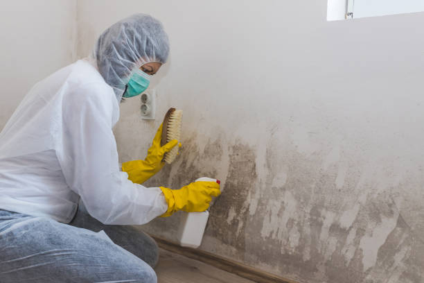Best Local Mold Removal Service  in Como, WI
