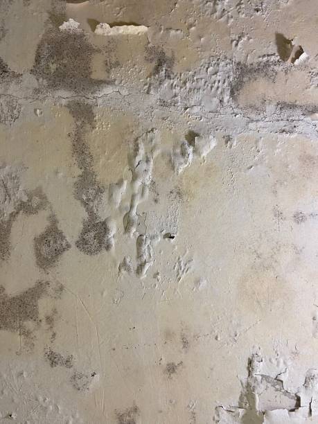 Crawl Space Mold Removal in Como, WI