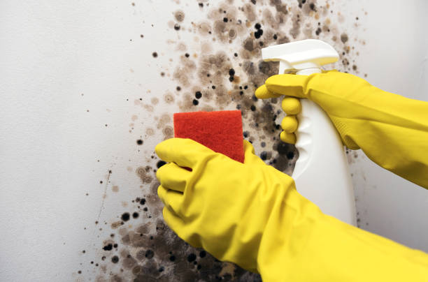 Best Mold Remediation  in Como, WI