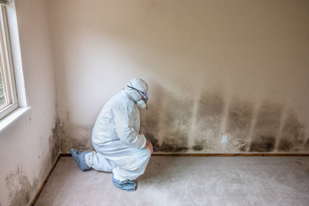 Como, WI Mold Removal Company